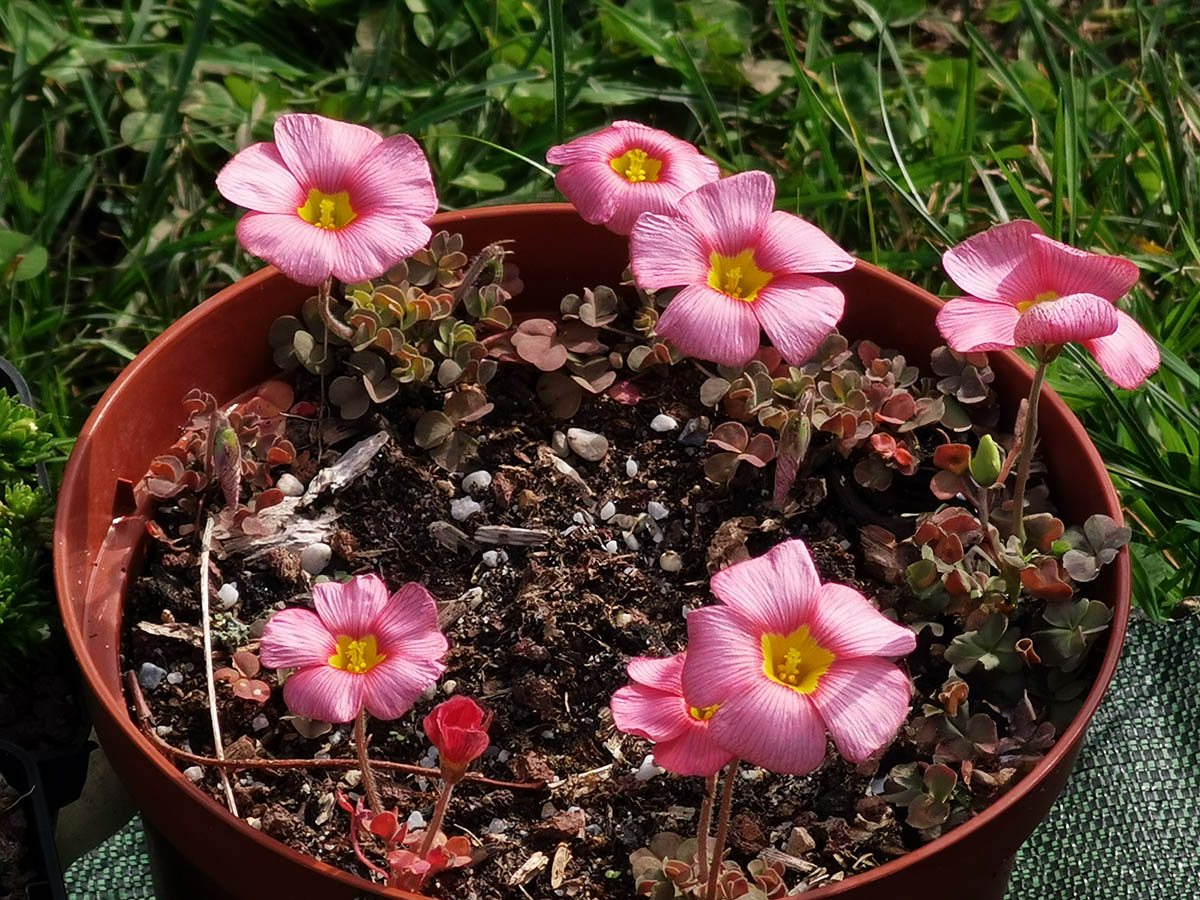 Oxalis obtusa photo